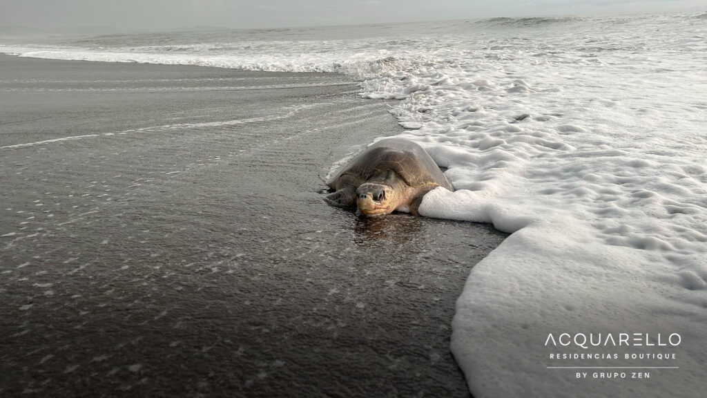 Olive Ridley Sea Turtle, Nosara Costa Rica.