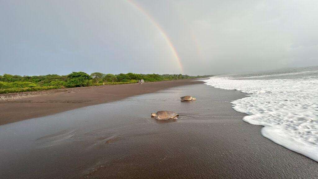 Olive Ridley Sea Turtles: Amazing Facts