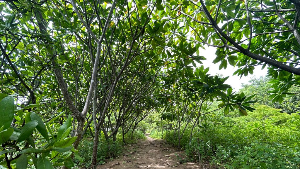 REFORESTED BEACH TRAIL