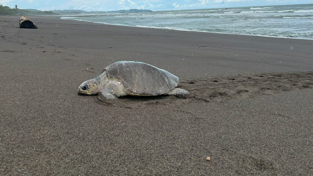 arribadas turtles nosara